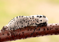 50.002 BF161 Leopard Moth Zeuzera pyrina
