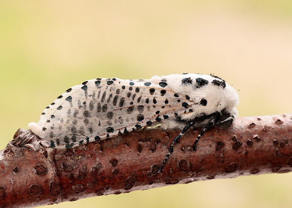 50.002 BF161 Leopard Moth Zeuzera pyrina