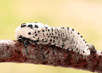 50.002 BF161 Leopard Moth Zeuzera pyrina