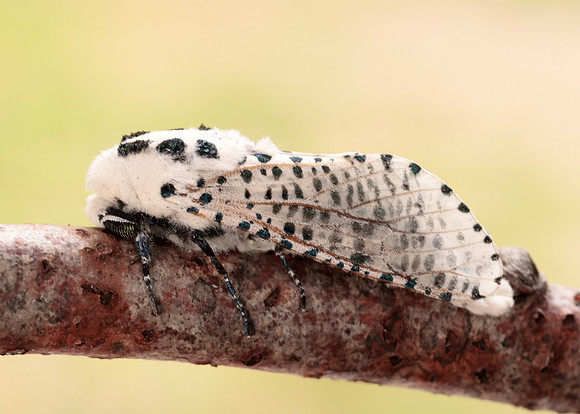 50.002 BF161 Leopard Moth Zeuzera pyrina