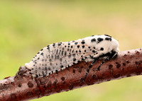 50.002 BF161 Leopard Moth Zeuzera pyrina