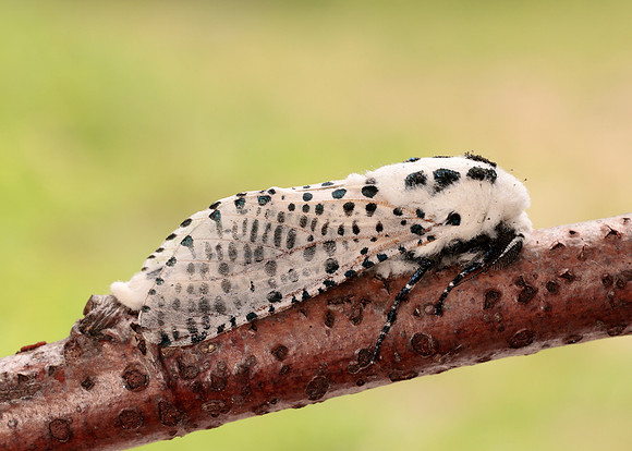 50.002 BF161 Leopard Moth Zeuzera pyrina