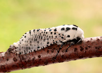 50.002 BF161 Leopard Moth Zeuzera pyrina