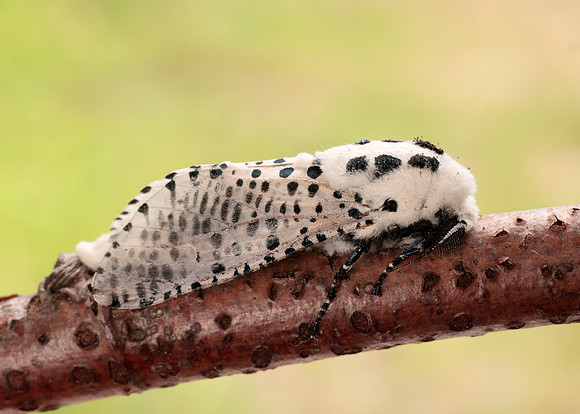 50.002 BF161 Leopard Moth Zeuzera pyrina