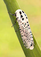 50.002 BF161 Leopard Moth Zeuzera pyrina