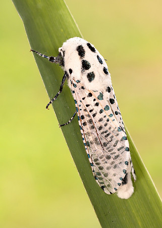 50.002 BF161 Leopard Moth Zeuzera pyrina