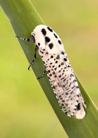 50.002 BF161 Leopard Moth Zeuzera pyrina