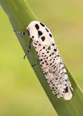 50.002 BF161 Leopard Moth Zeuzera pyrina