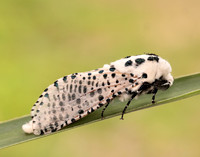 50.002 BF161 Leopard Moth Zeuzera pyrina