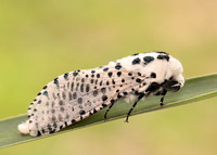 50.002 BF161 Leopard Moth Zeuzera pyrina