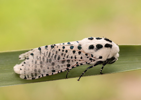 50.002 BF161 Leopard Moth Zeuzera pyrina
