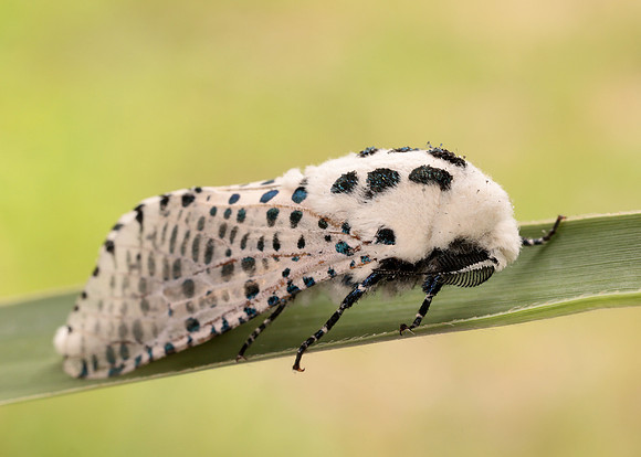 50.002 BF161 Leopard Moth Zeuzera pyrina