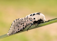50.002 BF161 Leopard Moth Zeuzera pyrina