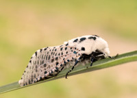 50.002 BF161 Leopard Moth Zeuzera pyrina