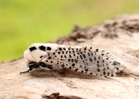 50.002 BF161 Leopard Moth Zeuzera pyrina