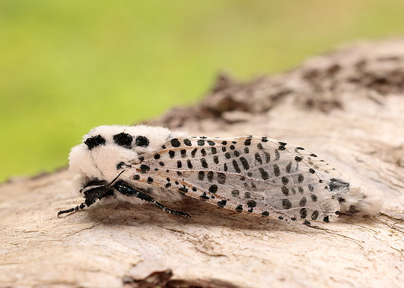 50.002 BF161 Leopard Moth Zeuzera pyrina