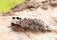 50.002 BF161 Leopard Moth Zeuzera pyrina