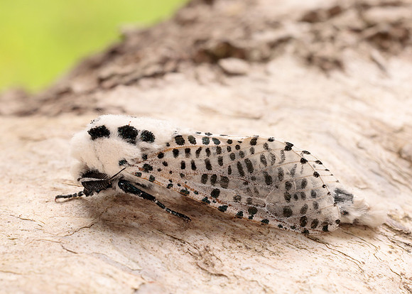 50.002 BF161 Leopard Moth Zeuzera pyrina