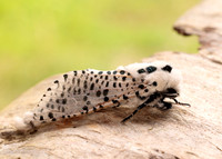 50.002 BF161 Leopard Moth Zeuzera pyrina