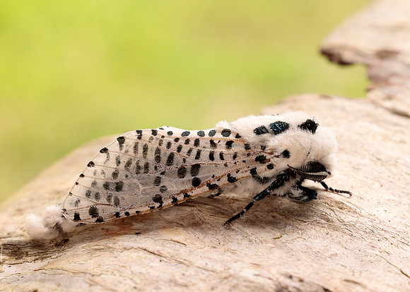 50.002 BF161 Leopard Moth Zeuzera pyrina