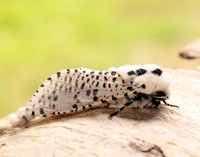 50.002 BF161 Leopard Moth Zeuzera pyrina