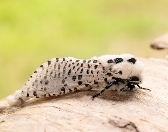 50.002 BF161 Leopard Moth Zeuzera pyrina