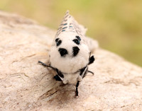 50.002 BF161 Leopard Moth Zeuzera pyrina