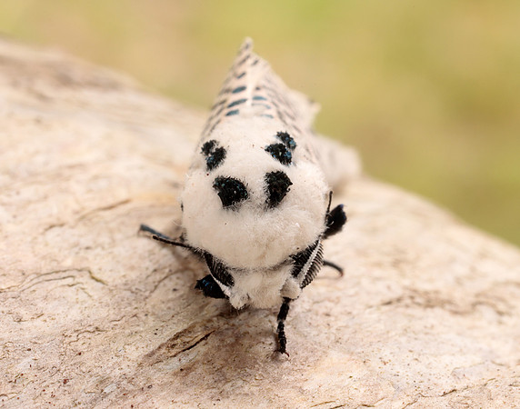 50.002 BF161 Leopard Moth Zeuzera pyrina