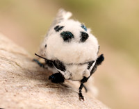 50.002 BF161 Leopard Moth Zeuzera pyrina