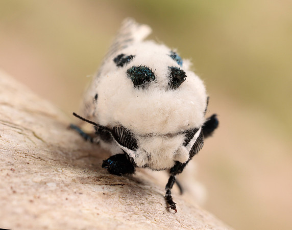 50.002 BF161 Leopard Moth Zeuzera pyrina