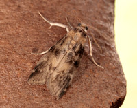 62.048 BF1470 Euzophera pinguis