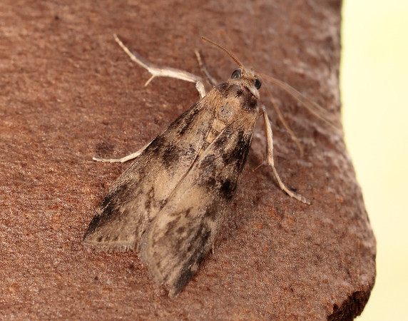 62.048 BF1470 Euzophera pinguis