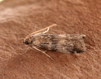 62.048 BF1470 Euzophera pinguis