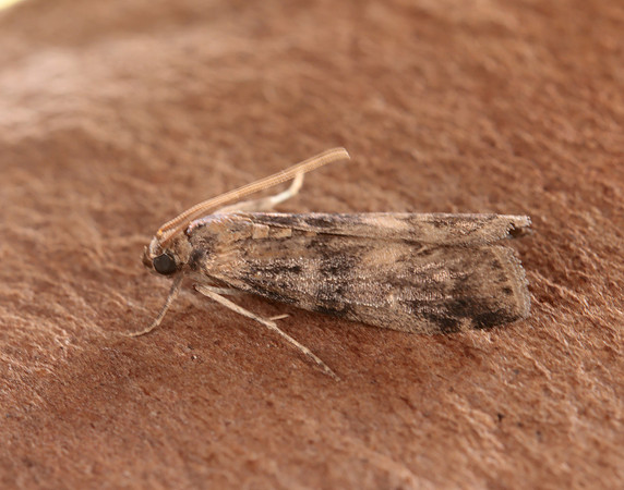 62.048 BF1470 Euzophera pinguis