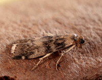 62.048 BF1470 Euzophera pinguis