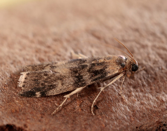 62.048 BF1470 Euzophera pinguis