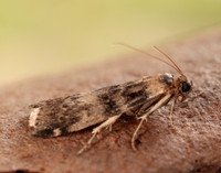 62.048 BF1470 Euzophera pinguis