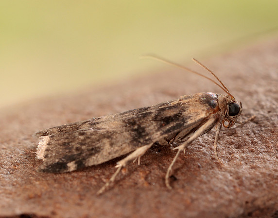 62.048 BF1470 Euzophera pinguis