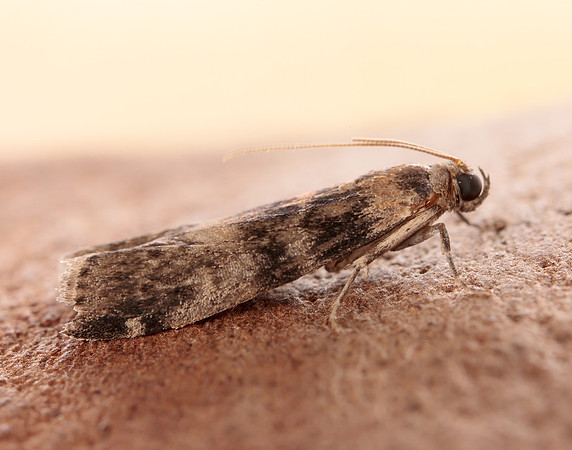62.048 BF1470 Euzophera pinguis