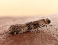 62.048 BF1470 Euzophera pinguis
