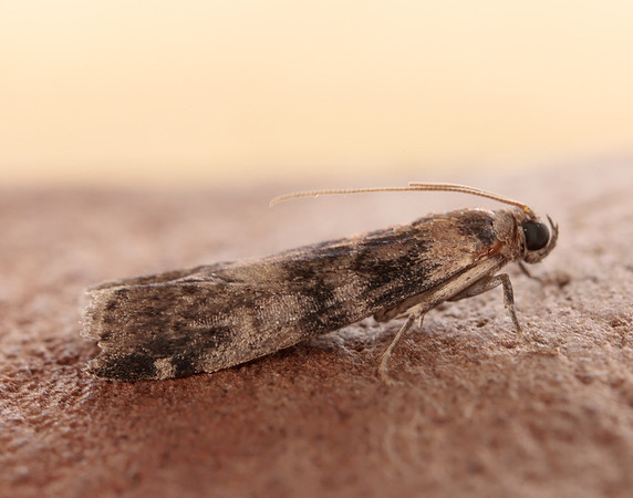 62.048 BF1470 Euzophera pinguis