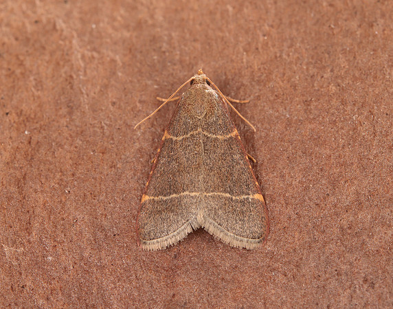 62.076 BF1415 Hypsopygia glaucinalis