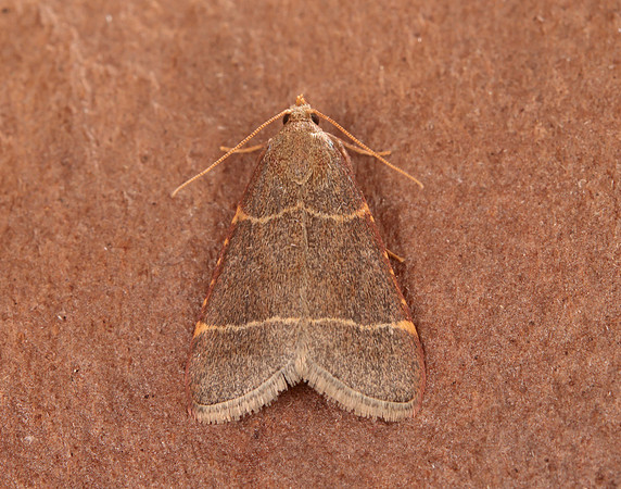 62.076 BF1415 Hypsopygia glaucinalis