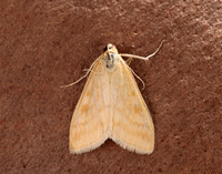 63.015 BF1371 Sitochroa verticalis