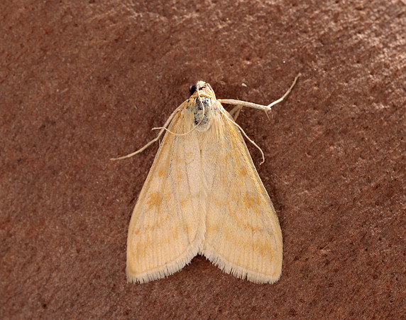 63.015 BF1371 Sitochroa verticalis