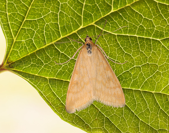 63.015 BF1371 Sitochroa verticalis