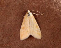 63.015 BF1371 Sitochroa verticalis
