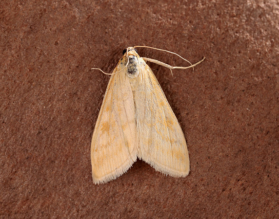 63.015 BF1371 Sitochroa verticalis