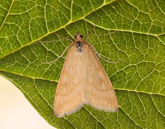 63.015 BF1371 Sitochroa verticalis