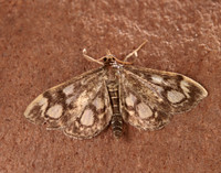 63.018 BF1378 Anania coronata